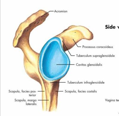 Shoulder and Elbow Chart VR1170 2