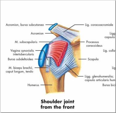 Shoulder and Elbow Chart VR1170 1
