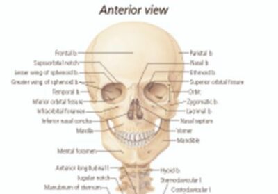 Skeletal System 1000 3