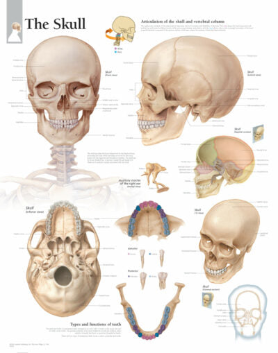 Skull 1006 1