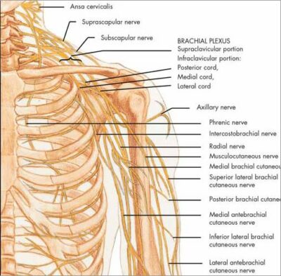 Spinal Nerves Chart VR1621 2