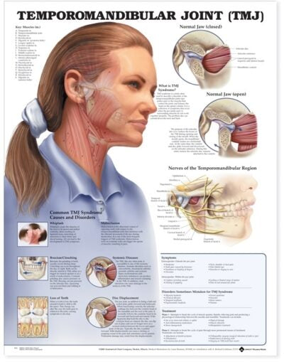 Temporomandibular Joint (TMJ) Anatomical Chart 9932 1