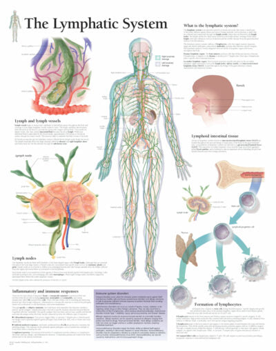 The Lymphatic System 2400 1