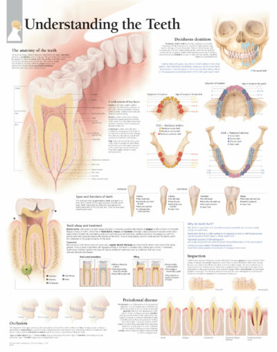 The Teeth 2300 1
