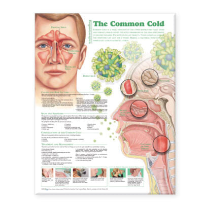 Understanding the Common Cold Anatomical Chart 9875 1