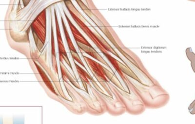 Understanding the Foot and Ankle 1004 3