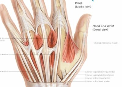 Understanding the Hand and Wrist 1005 3