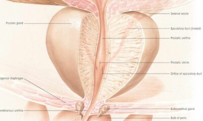 Understanding the Prostate 4500 3