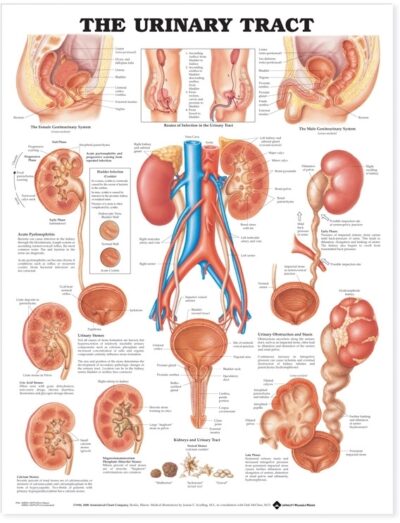 Urinary Tract Anatomical Chart 9796 1