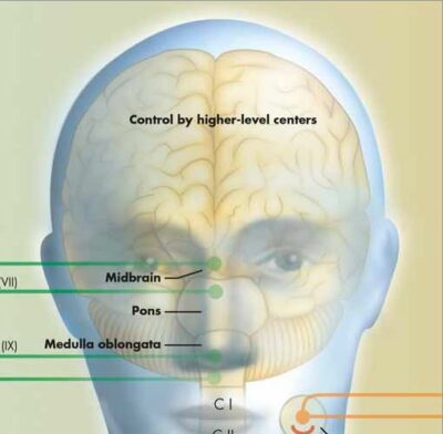 Vegetative Nervous System Chart VR1610 2