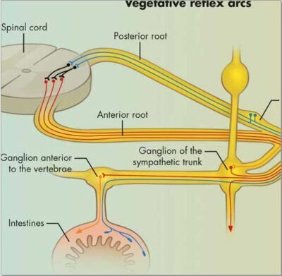 Vegetative Nervous System Chart VR1610 1