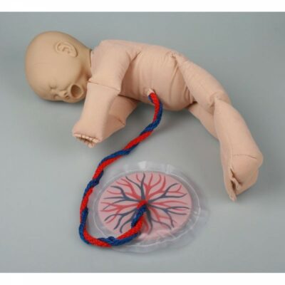 Foetal Doll With Placenta 1