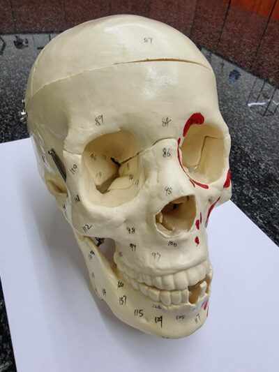 Adult Skull Bone Coloring Model 4