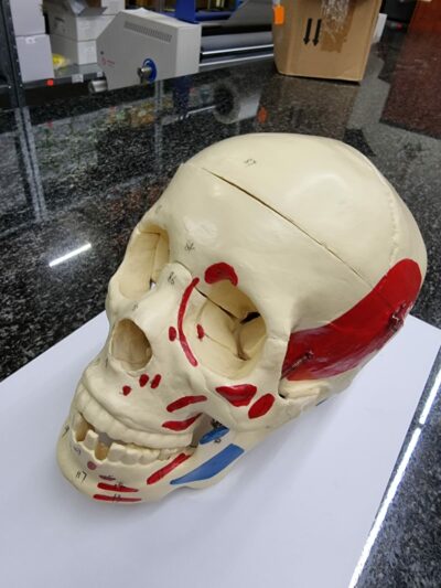 Adult Skull Bone Coloring Model 5