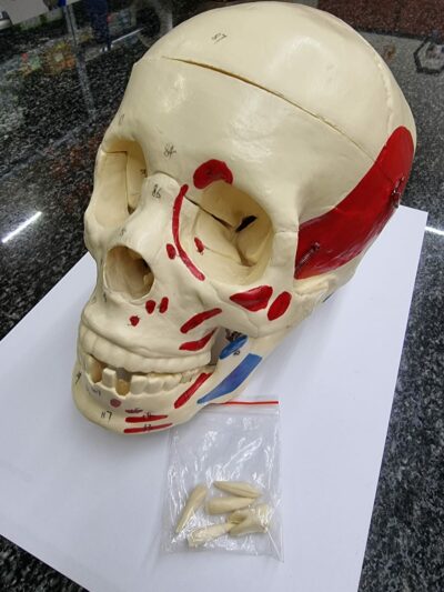 Adult Skull Bone Coloring Model 1