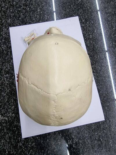 Adult Skull Bone Coloring Model 3