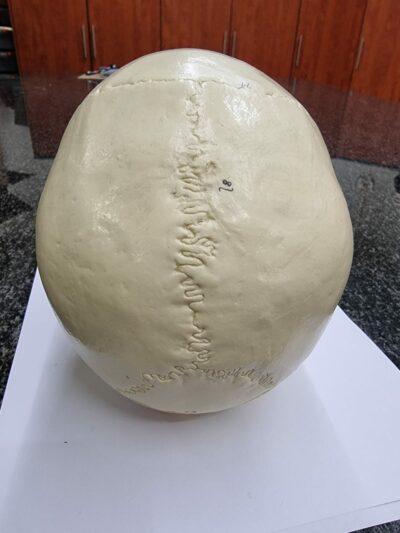 Adult Skull Bone Coloring Model 2