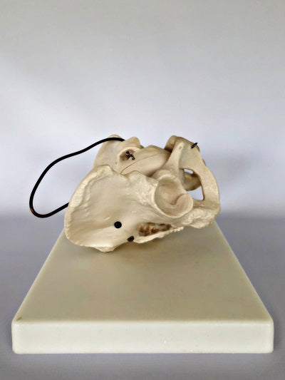 Birth Demonstration Model IT-113 4