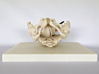 Birth Demonstration Model IT-113 5