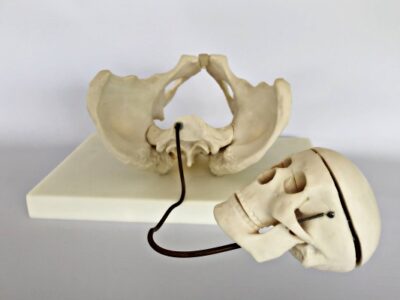 Birth Demonstration Model IT-113 1