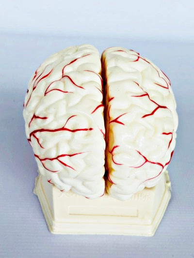 Brain Model with Arteries IT047 3