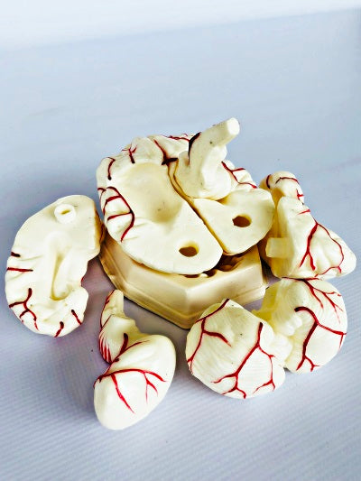 Brain Model with Arteries IT047 2