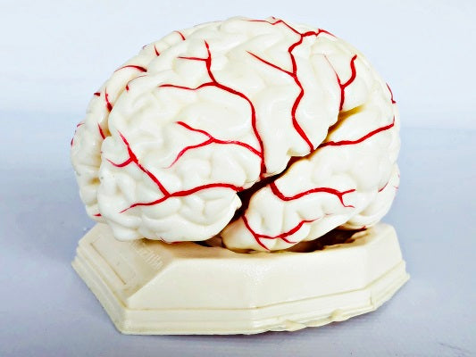 Brain Model with Arteries IT047