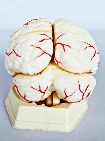 Brain Model with Arteries IT047 4