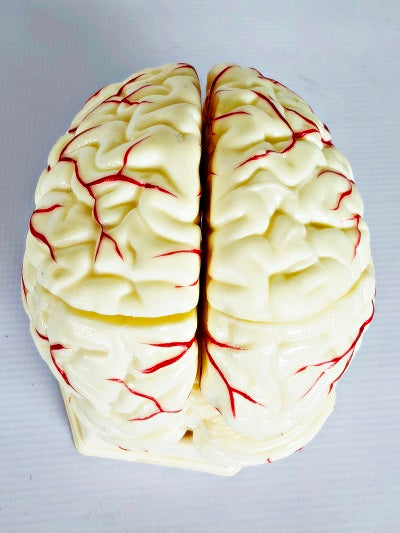 Brain Model with Arteries IT047 5