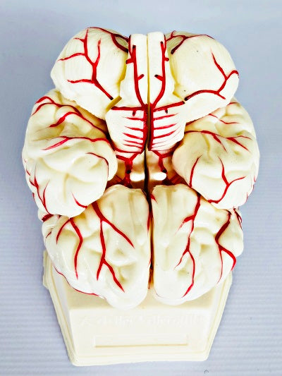 Brain Model with Arteries IT047 6