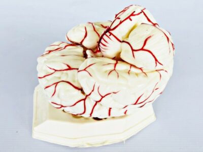 Brain Model with Arteries IT047 7