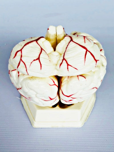 Brain Model with Arteries IT047 8