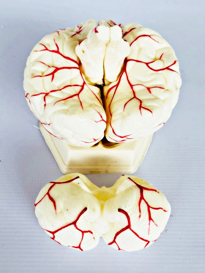 Brain Model with Arteries IT047 9