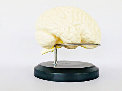 Brain Model, Life Size IT042