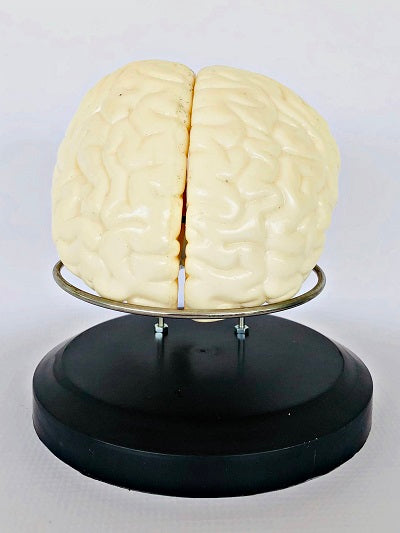 Brain Model, Life Size IT042 1