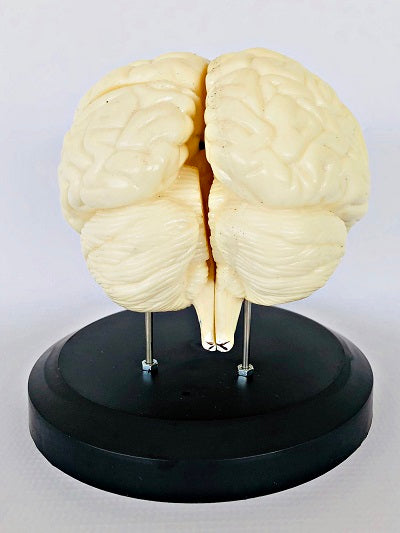 Brain Model, Life Size IT042 2
