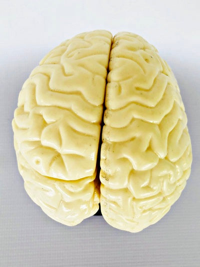 Brain Model, Life Size IT042 3