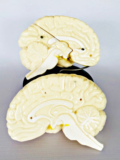 Brain Model, Life Size IT042 4