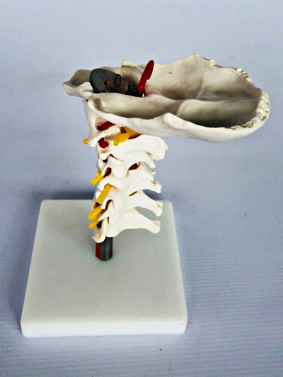 Cervical Spine on Stand IT029
