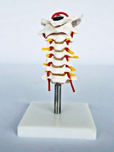 Cervical Spine on Stand IT029 2