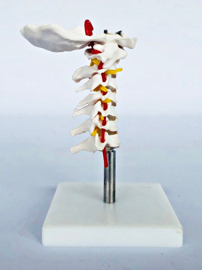 Cervical Spine on Stand IT029 4