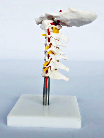 Cervical Spine on Stand IT029 3