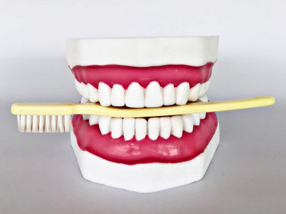 Dental Care Model IT068