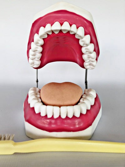 Dental Care Model IT068 3