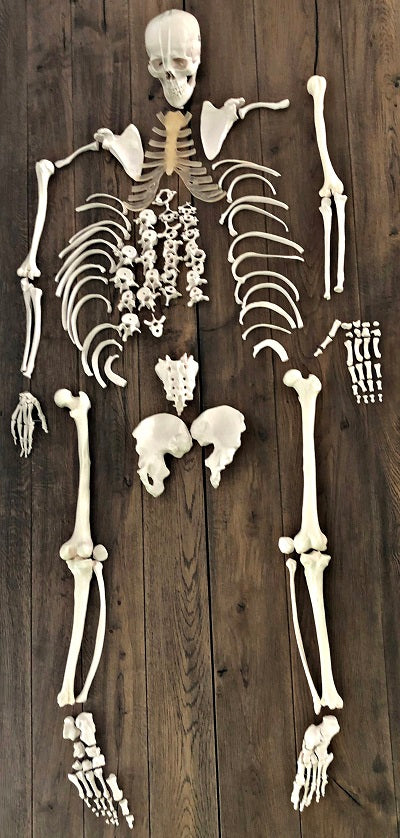 Dis-articulated Skeleton with Skull IT028