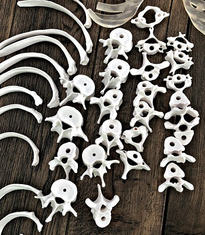 Dis-articulated Skeleton with Skull IT028 1