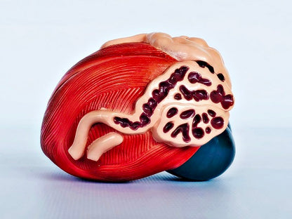 Expansion of Bladder Model IT055