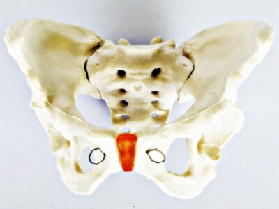 Female Pelvis IT025 1