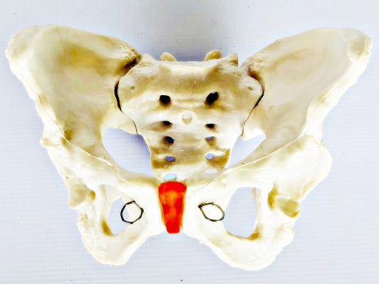 Female Pelvis IT025
