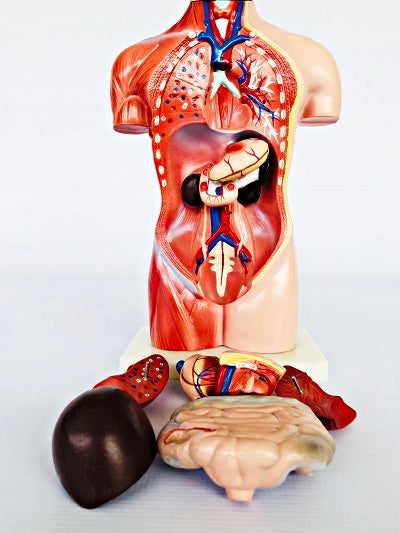 Female Torso 42cm – 15 Part IT033 18